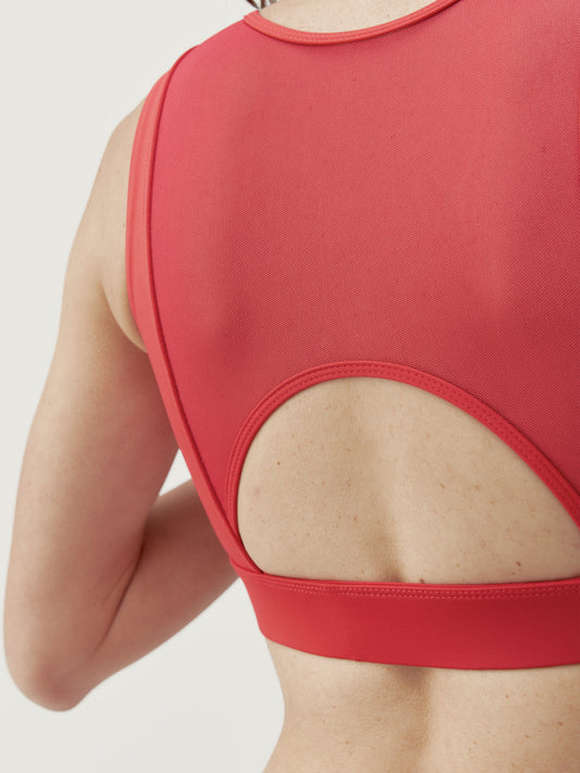 Chrysanthème de Namir supérieur